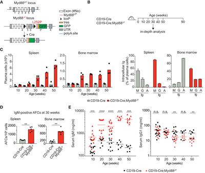 B-Cell-Specific Myd88 L252P Expression Causes a Premalignant Gammopathy Resembling IgM MGUS